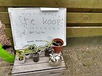 Plantjes te koop, zelf bepalen wat je bepaalt 😁