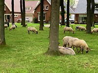 Zuidlaren -Rolde3