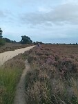 Zuidlaren -Rolde107