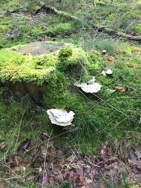 Rolde - Schoonloo
