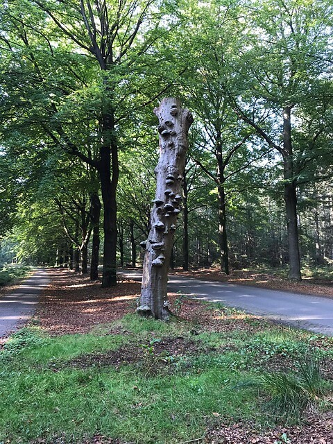 Rolde - Schoonloo