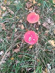 Mooien paddestoelen