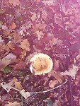 IMG_20221022_112636
