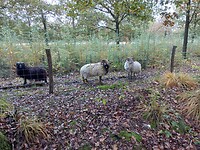 Mooie schapen onderweg
