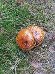 Paddestoel
