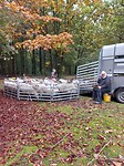 De schapenkudde
