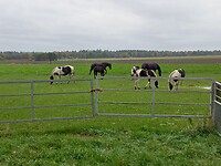Paarden in de kleuren van Friese Holstein koeien