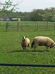 Whels hill specaled face schapen