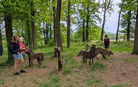 Wolven in het bos
