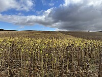 IMG_1697