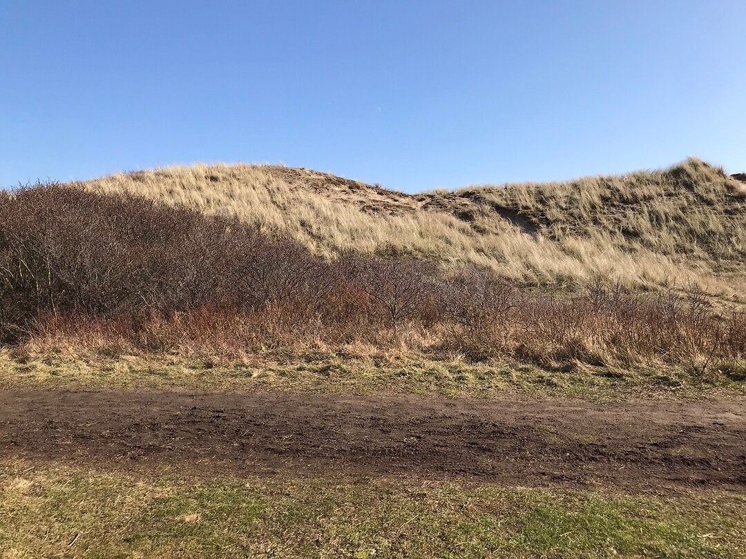 Duinen