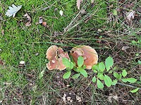Paddenstoelen