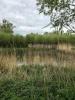 Eendenkooi