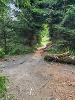 Pad door het bos