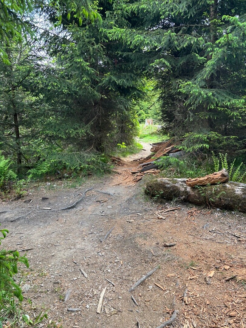 Pad door het bos