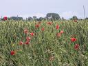 Fleurig