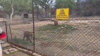 Hyena’s eten
