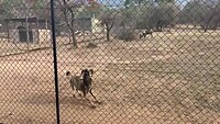 Wilde honden