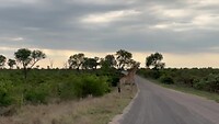 Overstekende giraffen