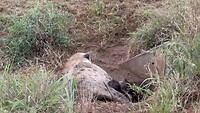 Hyena puppy’s