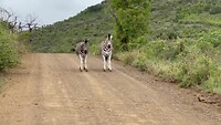 roadblock-video-pina-s-zuid-afrikaans-avontuur-s-reisblog