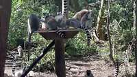 Diner is served