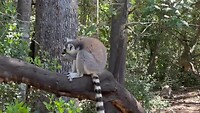 Smullende ringtail lemur