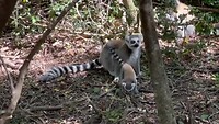 Baby ringtail lemur
