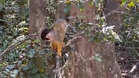 Bolivian squirrel monkey