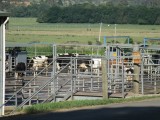 dairy