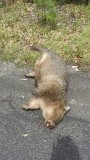 Wombat helaas dood