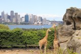 giraffen