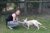 Albino Kangaroo :D