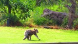 koalaaa lopend!