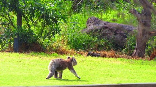 koalaaa lopend!
