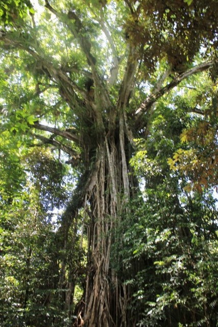 cathedral fig tree