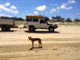 Dingo!
