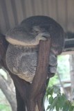 oude koala