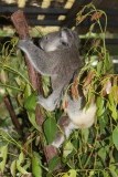 jonge koala