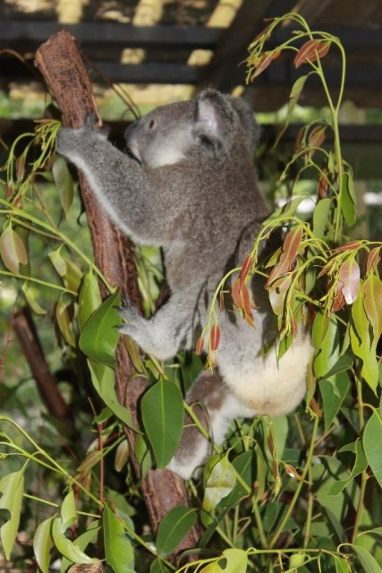 jonge koala