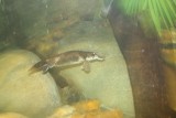 vogelbekdier