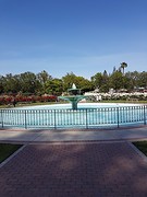 The park full of roses