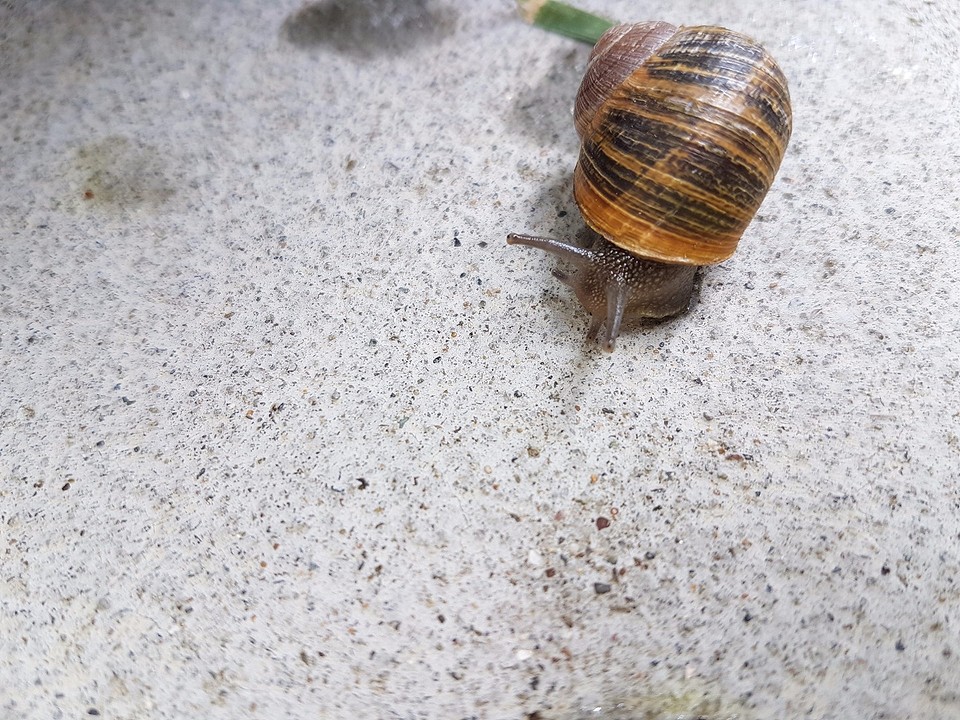 The snails 