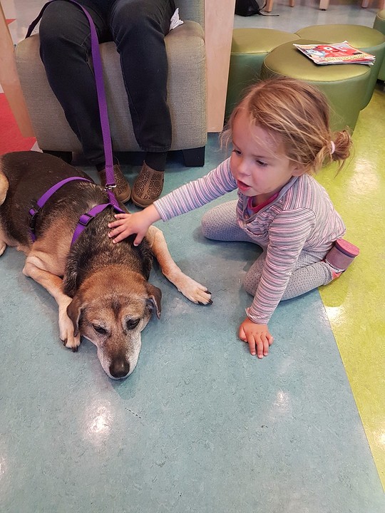 Petting the dog