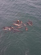 Sea lions