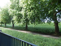 Voorkant  van het appartement met de monumentale kastanjebomen!