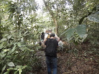 Jungle Sumatra