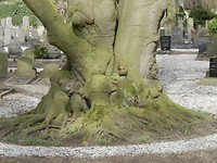 Roots !