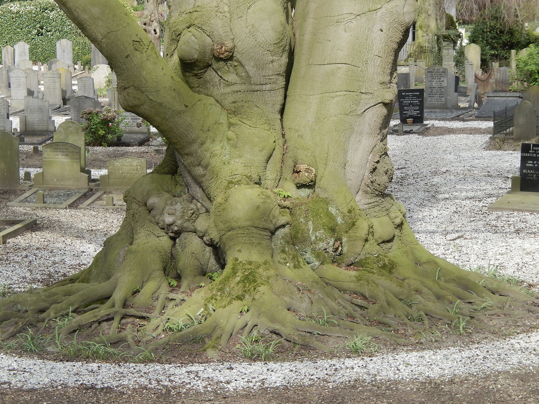 Roots !