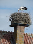 Ooievaar op nest!